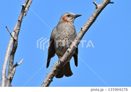 ヒヨドリ(Bulbul) ヒヨドリ(Bulbul) 135904278