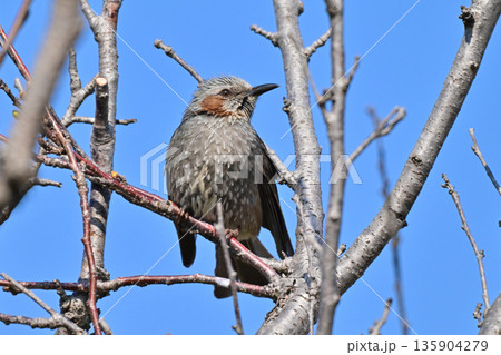 ヒヨドリ(Bulbul) ヒヨドリ(Bulbul) 135904279