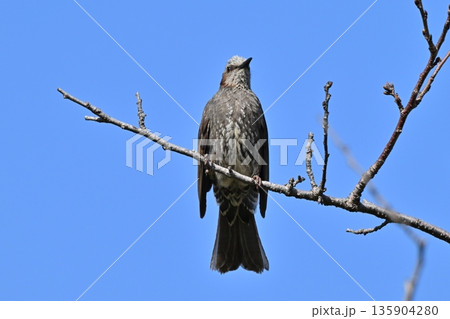 ヒヨドリ（Bulbul） 135904280