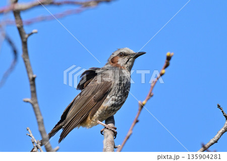 ヒヨドリ(Bulbul) ヒヨドリ(Bulbul) 135904281