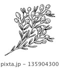 Wildflower branch sketch in a vintage Easter theme. Realistic hand drawn vector illustration with delicate texture. Perfect for black and white card design. Ideal for home decor and seasonal holiday. 135904300