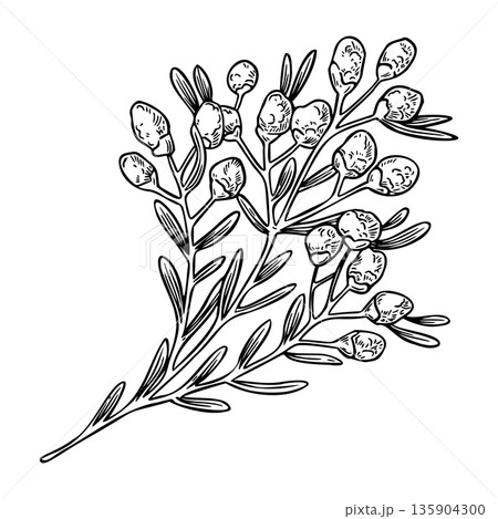 Wildflower branch sketch in a vintage Easter theme. Realistic hand drawn vector illustration with delicate texture. Perfect for black and white card design. Ideal for home decor and seasonal holiday. Wildflower branch sketch in a vintage Easter theme. Realistic hand drawn vector illustration with delicate texture. Perfect for black and white card design. Ideal for home decor and seasonal holiday. 135904300
