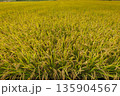 10月の収穫間近な稲穂のアップ01 135904567