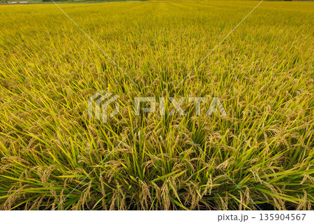 10月の収穫間近な稲穂のアップ01 135904567