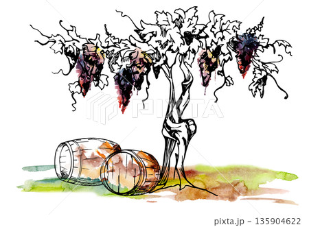 Leafy grape vine on gnarled twisted trunks with ripe fruit clusters, wooden barrels on ground. Isolated illustration hand drawn in watercolor and ink for artisan market menus, farmers produce catalogs Leafy grape vine on gnarled twisted trunks with ripe fruit clusters, wooden barrels on ground. Isolated illustration hand drawn in watercolor and ink for artisan market menus, farmers produce catalogs 135904622