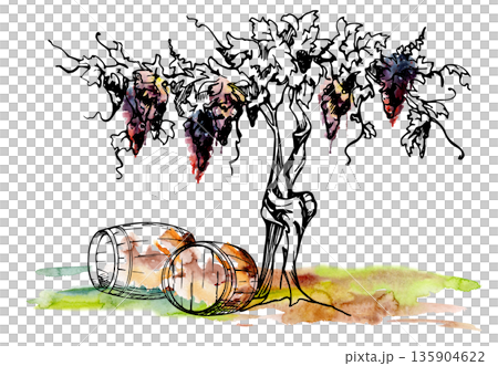 Leafy grape vine on gnarled twisted trunks with ripe fruit clusters, wooden barrels on ground. Isolated illustration hand drawn in watercolor and ink for artisan market menus, farmers produce catalogs 135904622