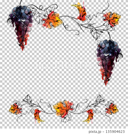Border frame with watercolor ripe grape bunches on curving grapevines with tendrils and leaves in ink linework. Culinary branding, winery product packaging trims, wine region harvest tour invitations 135904623