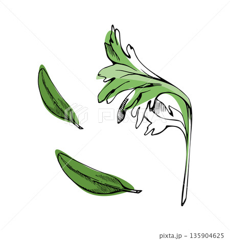 Parsley, celery, coriander sprig, olive or sage leaves hand drawn in ink with vector color accent. Herbal garnish element for spa labels, natural cosmetic packaging, and food pattern illustrations. 135904625
