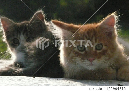 可愛い子猫のペアが逆光線で立体的 135904713