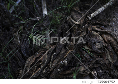 Fungus Eating Abandoned Wood On Soil, A detailed photo of fungus eating , white mycelium spreading across decayed timber in damp forest light, nature decay or decomposition documentary. Fungus Eating Abandoned Wood On Soil, A detailed photo of fungus eating , white mycelium spreading across decayed timber in damp forest light, nature decay or decomposition documentary. 135904752