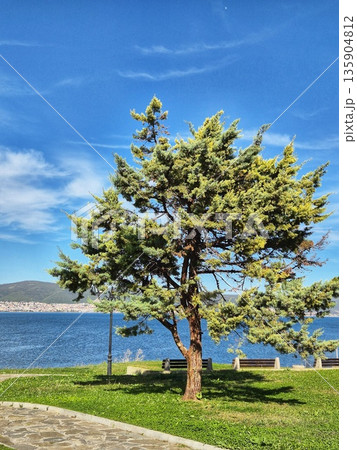 Evergreen Tree Beside Ancient Stone Tower Ruins with a Blue Seascape. 135904812