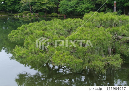 兼六園　霞ヶ池の唐崎松 135904937