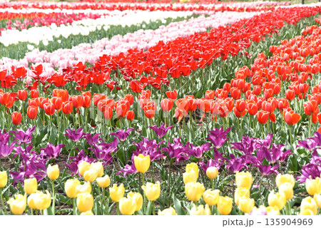 チューリップの花 チューリップの花 135904969