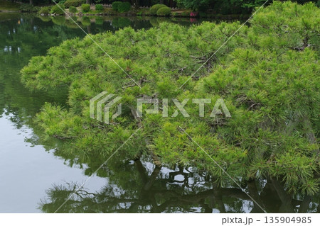 兼六園 霞ヶ池の唐崎松 兼六園 霞ヶ池の唐崎松 135904985