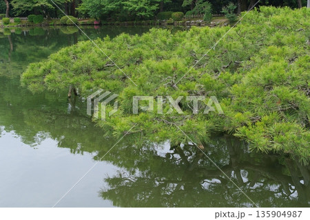 兼六園 霞ヶ池の唐崎松 兼六園 霞ヶ池の唐崎松 135904987