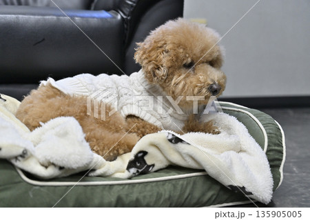 犬用ベッドでのんびりする愛犬　トイプードル 135905005