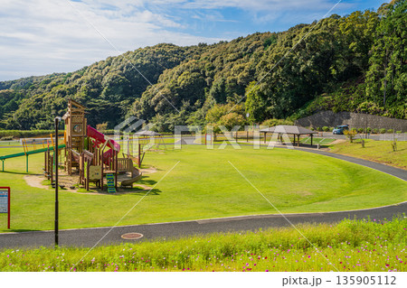 袋井市のみつかわ夢の丘公園のコスモスの風景(静岡県) 袋井市のみつかわ夢の丘公園のコスモスの風景(静岡県) 135905112