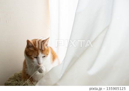 窓辺で毛づくろいをする猫　茶トラ白 135905125