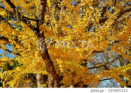 黄葉するイチョウの葉 馬場記念公園 黄葉するイチョウの葉 馬場記念公園 135905152