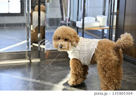 お店のかわいい看板犬　トイプードル 135905304