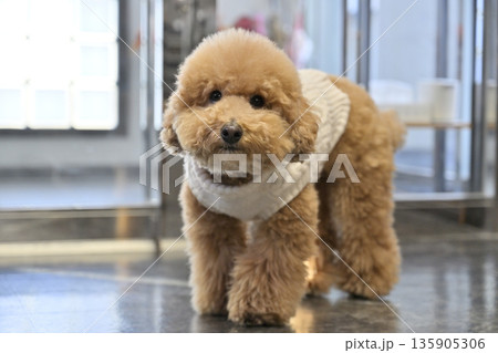 お店のかわいい看板犬 トイプードル お店のかわいい看板犬 トイプードル 135905306
