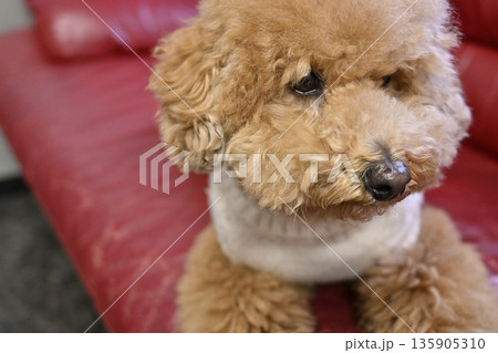 ソファでくつろぐ愛犬 トイプードル ソファでくつろぐ愛犬 トイプードル 135905310