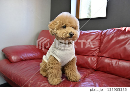 窓際のソファに座る愛犬　トイプードル 135905386
