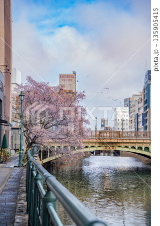 冬の納屋橋、満開の四季桜〈愛知県名古屋市〉 135905415