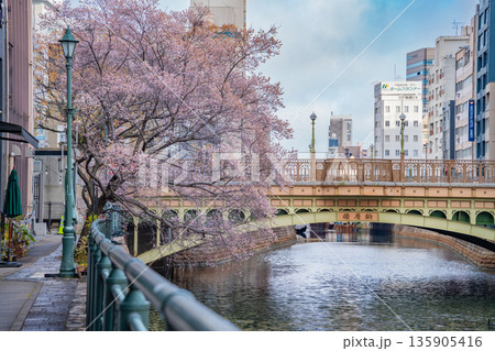 冬の納屋橋、満開の四季桜〈愛知県名古屋市〉 135905416