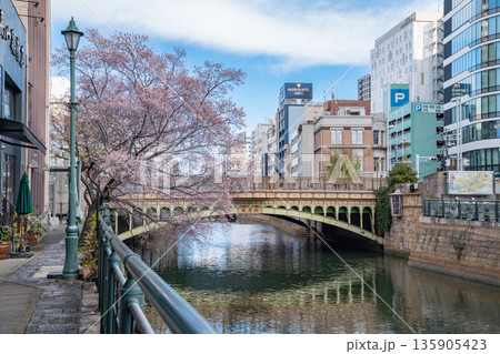 冬の納屋橋、満開の四季桜〈愛知県名古屋市〉 冬の納屋橋、満開の四季桜〈愛知県名古屋市〉 135905423
