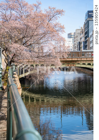 冬の納屋橋、満開の四季桜〈愛知県名古屋市〉 135905424
