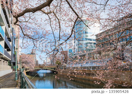 冬の納屋橋、満開の四季桜〈愛知県名古屋市〉 冬の納屋橋、満開の四季桜〈愛知県名古屋市〉 135905426