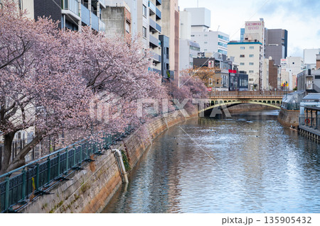 冬の納屋橋、満開の四季桜〈愛知県名古屋市〉 135905432