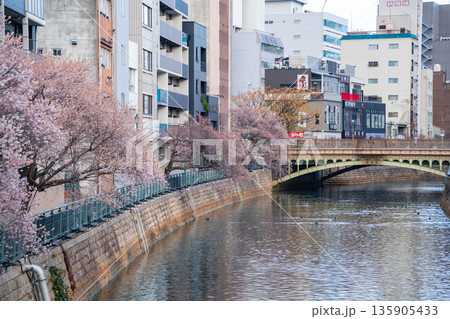 冬の納屋橋、満開の四季桜〈愛知県名古屋市〉 冬の納屋橋、満開の四季桜〈愛知県名古屋市〉 135905433