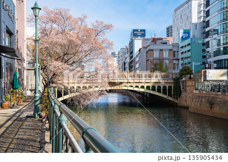 冬の納屋橋、満開の四季桜〈愛知県名古屋市〉 冬の納屋橋、満開の四季桜〈愛知県名古屋市〉 135905434