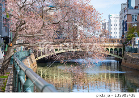 冬の納屋橋、満開の四季桜〈愛知県名古屋市〉 冬の納屋橋、満開の四季桜〈愛知県名古屋市〉 135905439