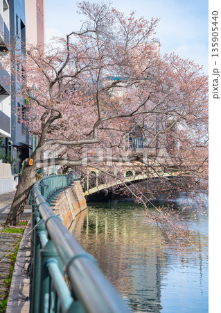 冬の納屋橋、満開の四季桜〈愛知県名古屋市〉 135905440