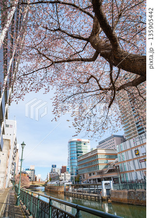 冬の納屋橋、満開の四季桜〈愛知県名古屋市〉 135905442
