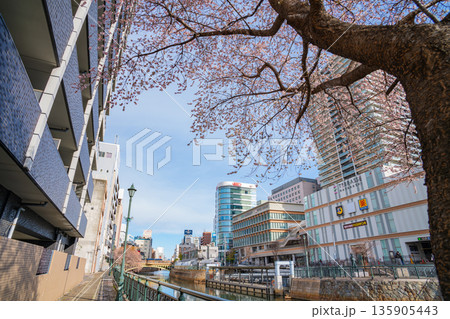 冬の納屋橋、満開の四季桜〈愛知県名古屋市〉 135905443