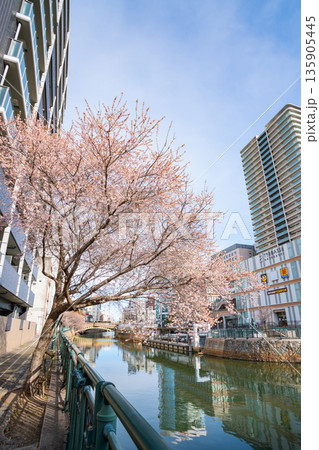 冬の納屋橋、満開の四季桜〈愛知県名古屋市〉 135905445