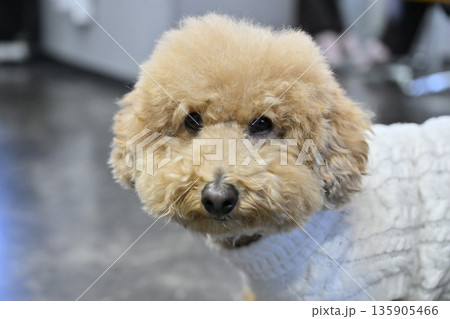 お店のかわいい看板犬　トイプードル 135905466