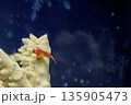 ルビーレッドドラゴネット(水族館のサンゴ水槽で泳ぐ熱帯魚) ルビーレッドドラゴネット(水族館のサンゴ水槽で泳ぐ熱帯魚) 135905473