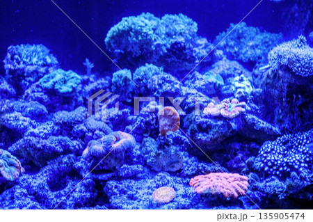 水中に広がる枝サンゴと青い海の世界 水中に広がる枝サンゴと青い海の世界 135905474