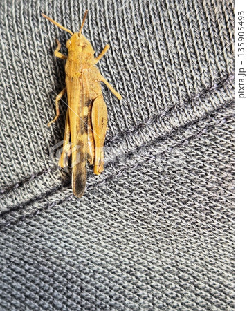 Brown grasshopper on a gray background. Locust / Grasshopper. Macro photo of an insect. Brown grasshopper on textile. Brown grasshopper on a gray background. Locust / Grasshopper. Macro photo of an insect. Brown grasshopper on textile. 135905493