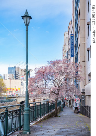 冬の納屋橋、満開の四季桜〈愛知県名古屋市〉 135905495