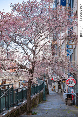冬の納屋橋、満開の四季桜〈愛知県名古屋市〉 冬の納屋橋、満開の四季桜〈愛知県名古屋市〉 135905497