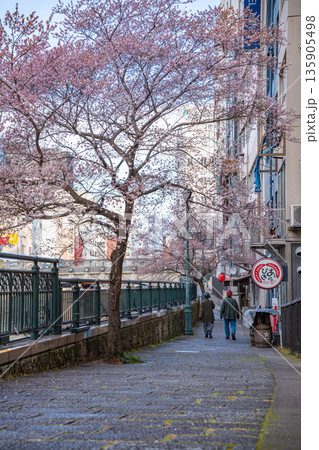 冬の納屋橋、満開の四季桜〈愛知県名古屋市〉 135905498