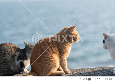 堤防で座る可愛い猫　茶トラ猫 135905518