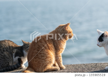 堤防で座る可愛い猫 茶トラ猫 堤防で座る可愛い猫 茶トラ猫 135905519