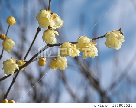 ロウバイ 135905529